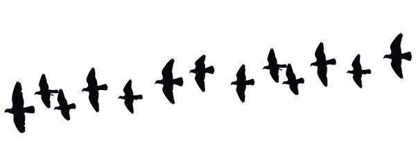 flying birds flock silhouette