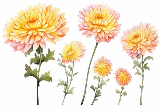 Watercolor image of a set of chrysanthemum flowers on a white background