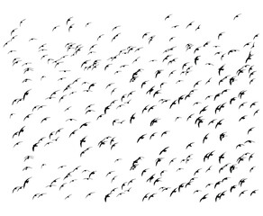 flying birds flock silhouette