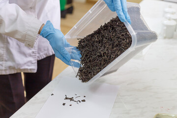 Worker of quality lab holds container with raw tea material.