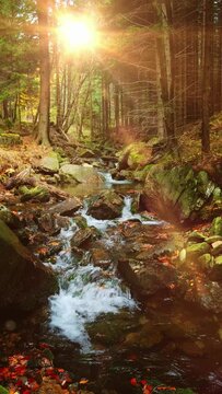 Mountain creek or river in a forest, nature landscape stock video 4k.