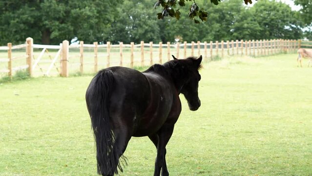 horse grazing and eating green grass on the farm. High quality 4k footage