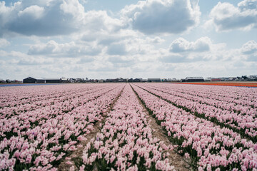 Tulip fields in Lisse