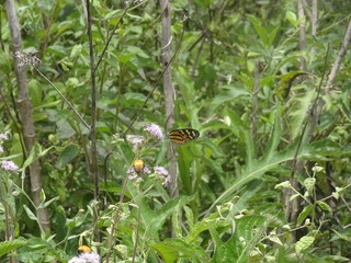 butterfly on grass