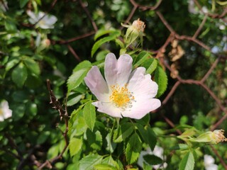 Fototapeta premium Beautiful rose hip flower close up
