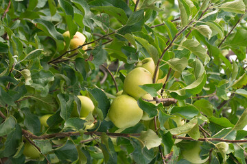 harvest of green apples in the apple orchard