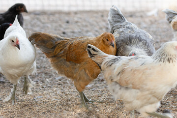 chickens, brown, white in the barn