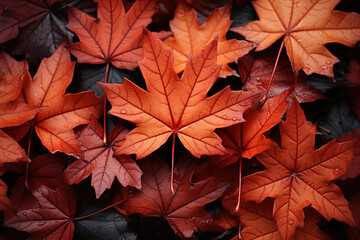 Naklejka na ściany i meble Red Autumn Maple Leaves Lying on the Forest Ground. Autumn Maple red yellow leaves background