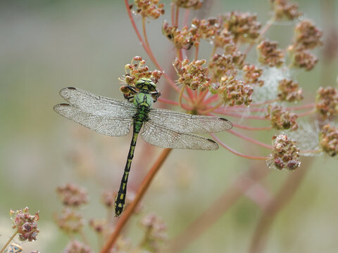 Green dragonfly (Ophiogomphus cecilia) - a species of dragonfly from the gomphidae family. close-up photography, Poland