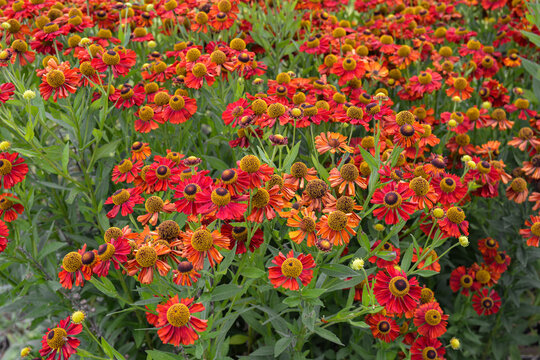 Bunch of Helenium autumnale flowers growing in the garden.
