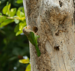 Lineated Barbet  creating a nest in a tree.