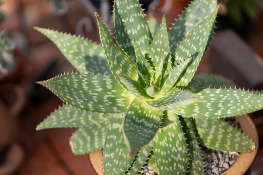 Green Aloe Maculata potted with brick background