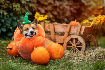 cute corgi dog in pumpkin costume is sitting in a wheelbarrow in the garden with other orange vegetables on Halloween
