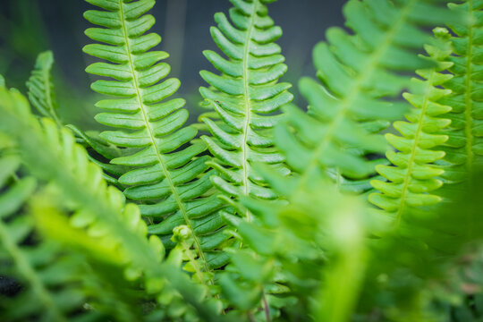 bracken, Blechnum spicant in the garden