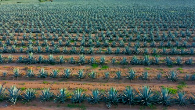 Sembrad&iacute;os paisaje de agricultura y siembra de agave y planta de maguey campos terrenos para producir bebida tradicional tequila licor mezcal plantaci&oacute;n jalisco M&eacute;xico monta&ntilde;as y cerros tierra f&eacute;rtil