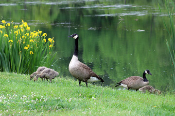 Family of geese in Southern Vermont