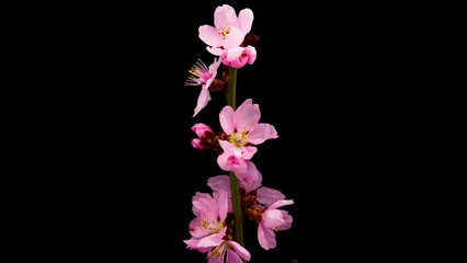 Time-lapse of opening pink Peach flowers. Flower Peach blooming on black background.