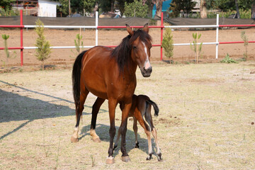 Horse and foal in the pen