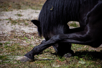 Black horse bows. Outstretched legs with hooves and muzzle of a black horse in an outdoor circus...