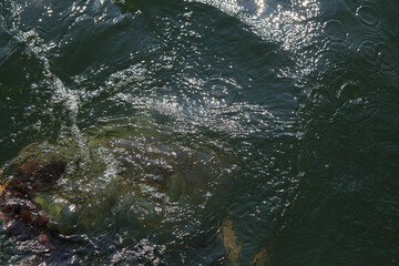 Obraz premium Huge turtle emerges from the water, Dalyan, Turkey