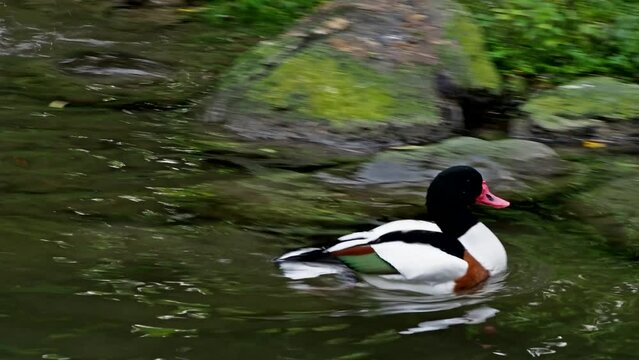 The common goldeneye duck, bucephala clangula is a medium-sized sea duck. The species is named for its golden-yellow eye. 