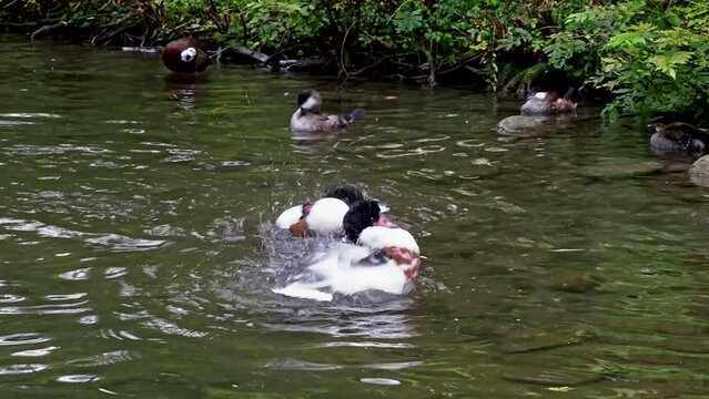 The common goldeneye duck, bucephala clangula is a medium-sized sea duck. The species is named for its golden-yellow eye. 