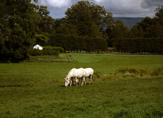 Obraz premium Horses grazing in Vermont meadow