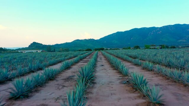 Paisaje plantación siembra de agave tequila licor mezcal planta de maguey sembradío en jalisco México campos de agricultura para producir bebida alcohólica tradicional montañas y cerros tierra fértil
