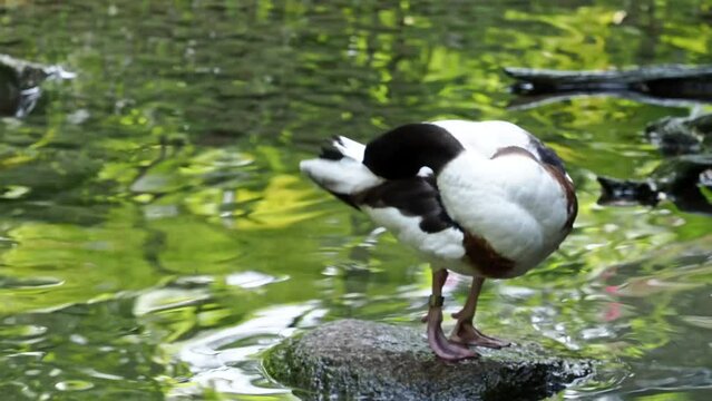 The common goldeneye duck, bucephala clangula is a medium-sized sea duck. The species is named for its golden-yellow eye. 