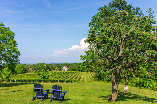 Vineyard Landscape and Adirondack Chairs niagara on the lake, winery