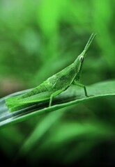 grasshopper on a leaf