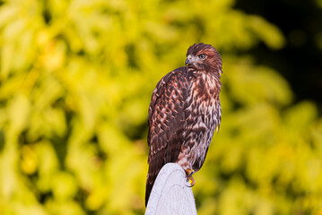 Red Tailed Hawk