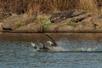 Great Cormorant (Phalacrocorax carbo). Birds in their natural environment.