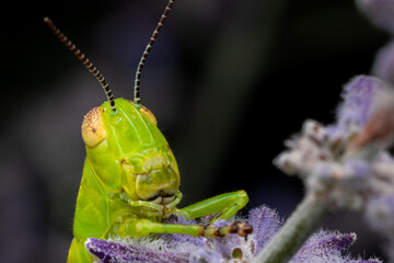 Grasshopper