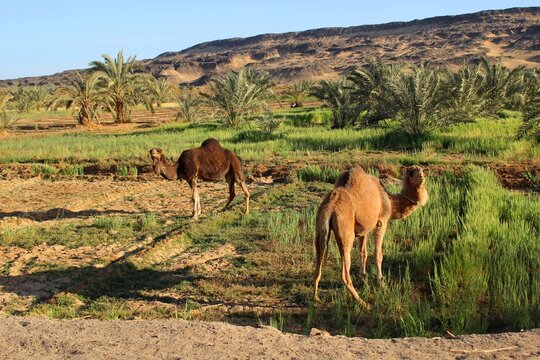 Camels eating herbs in a green farm in Baharyia Oasis in Egypt
