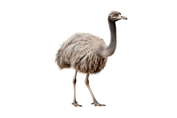 Beautiful Ostrich isolated on transparent background, Generative AI