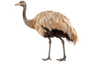 Poster Potrait of a ostrich isolated on transparent background, Generative AI © rzrstudio