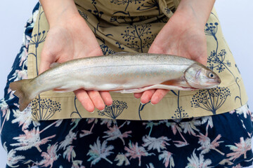 Young woman hands holding fresh raw ready for cooking arctic char. Closeup isolated on a white background.
