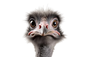 Poster An Ostrich's Face Up Close isolated on transparent background, Generative AI © rzrstudio