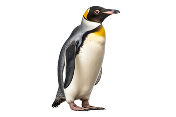 penguin looking up isolated on transparent background, Generative AI