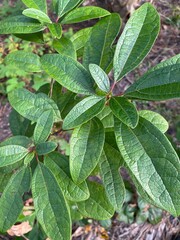 sassafras plant