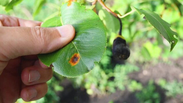 A person examines diseased pear leaves and fruits caused by the fungus Gymnosporangium sabinae or pear rust