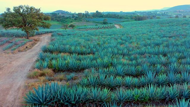 plantación siembra de agave tequila licor mezcal planta de maguey sembradío en jalisco México campos de agricultura para producir bebida alcohólica tradicional de fondo montañas y cerros tierra fértil
