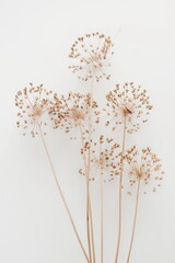 Dry flowers allium on white background. Floral card. Botanical Poster - obrazy, fototapety, plakaty