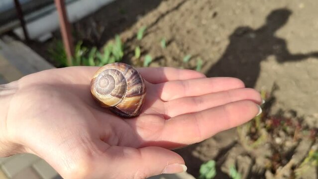 Woman holds an empty snail shell on her palm
