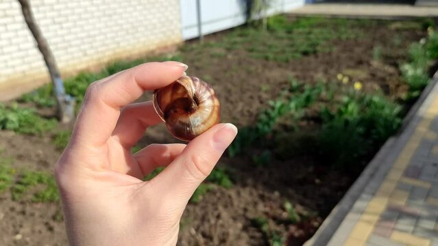 Woman holds an empty snail shell on her palm