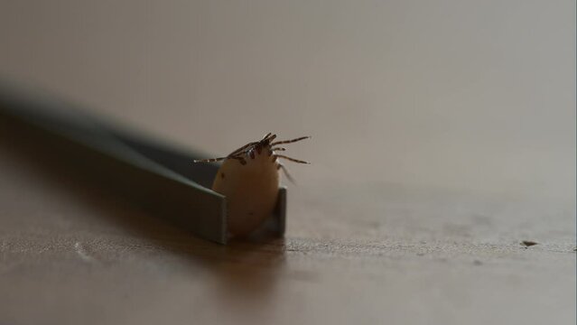 Trapped Tick: Macro Shot of Struggling Parasite