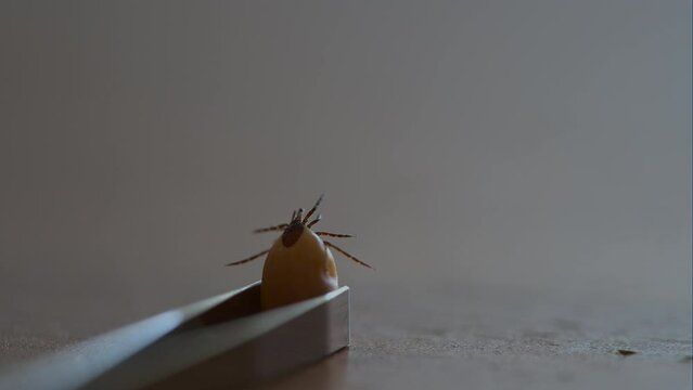 Pinched Tick: Up-Close View of Engorged Parasite
