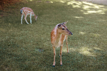 Group of cute fawns grazing on the green field