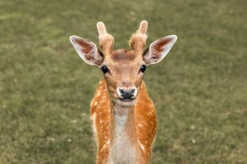 Head close-up of a fallow deer against green background